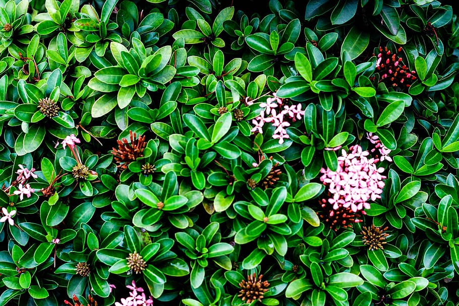 La puissance des plantes pour t’aider à adoucir ton quotidien !